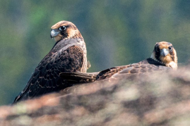 Juvenile peregrine falcons sit in their cliff nest at Jordan Cliffs on July 3rd, 2019. Juvenile peregrine falcons sit in their cliff nest at Jordan Cliffs on July 3rd, 2019.