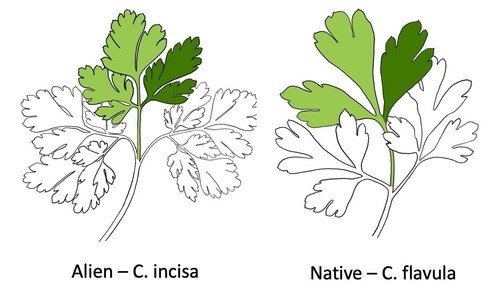 Line drawing of one leaf from both invasive and native Corydalis.