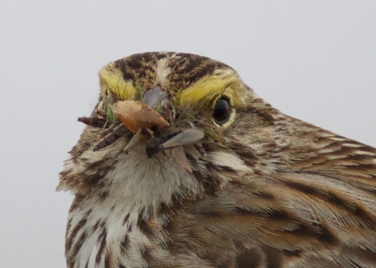 SavannahSparrowand A close up shot of a Savannah Sparrow with a mouth full of insects.