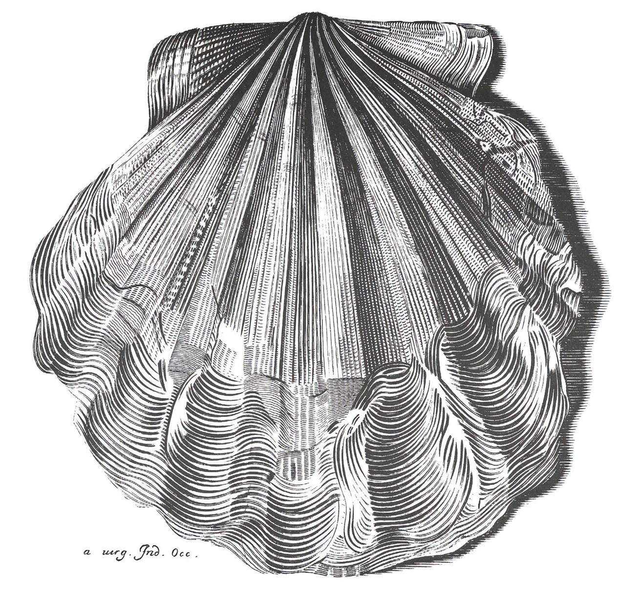 Black and white line drawing of a shell with eight longitudinal ridges running from the hinge of the shell to the edge, and a wavy perimeter. Latin inscription on lower left of page.