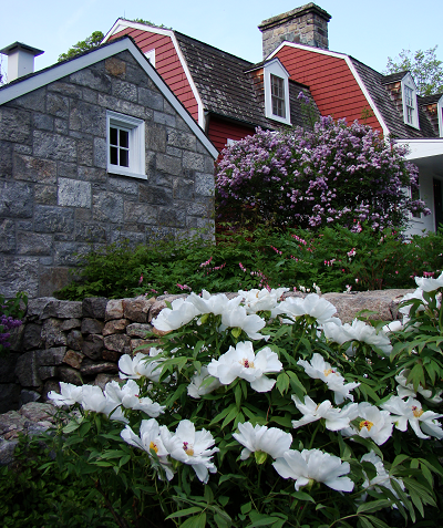 White and purple flowers in front of a stone wall and a red building.