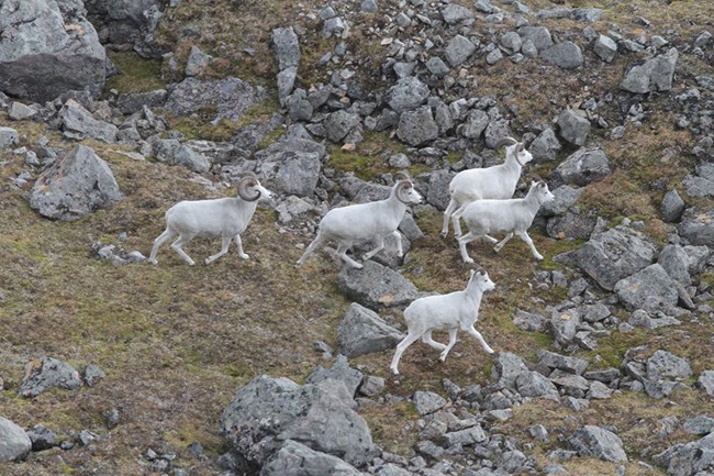 lt= A group of Dall's sheep rams running in rocky terrain.