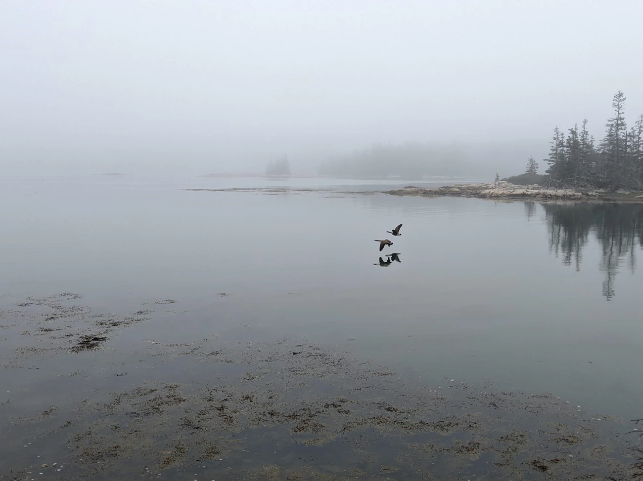 Schoodic Geese Two flying geese are reflected in calm water along a rocky shoreline on a foggy morning.