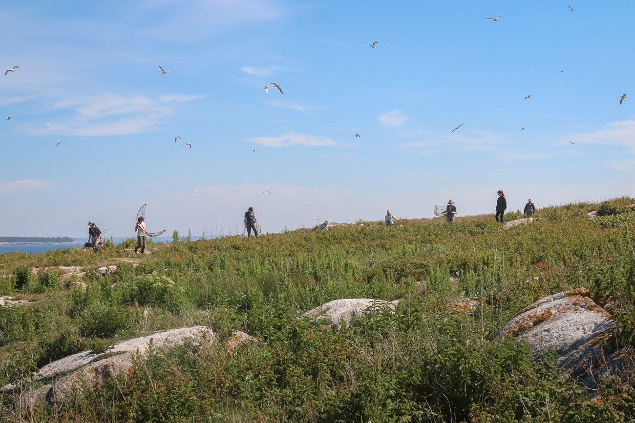 College of the Atlantic students documenting seabirds on Schoodic Island. College of the Atlantic students spread out on Schoodic Island with various seabirds flying overhead.