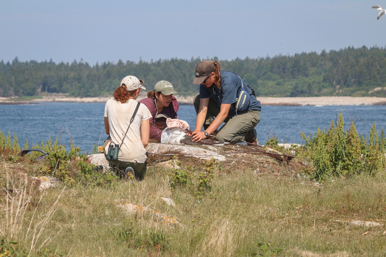 Research students conduct a variety of tests on a recently caught seabird. Research students conduct a variety of tests on a recently caught seabird.