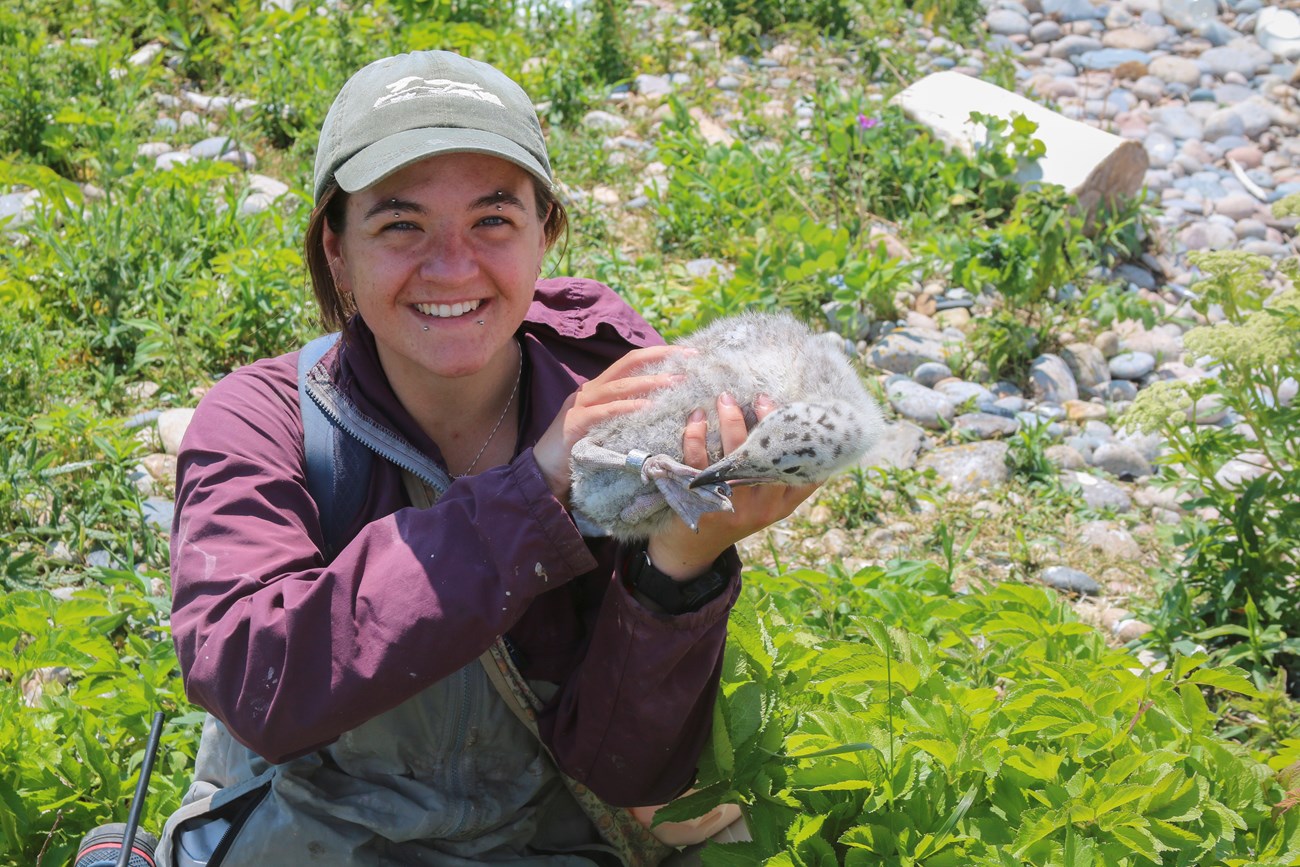 Research student holds GPS-tagged Herring Gull. Smiling research student holds GPS-tagged Herring Gull.