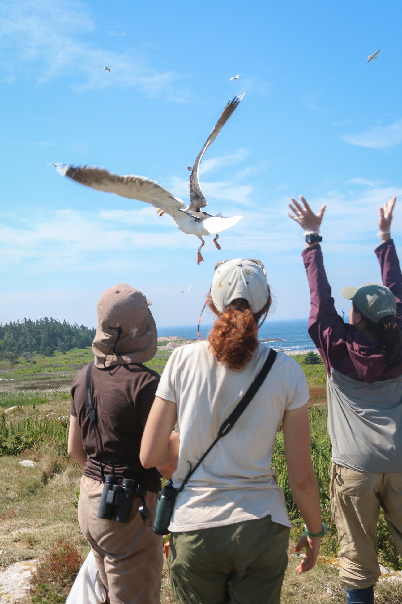 Research students release a recently-examined gull back into the wild. Research students release a recently-examined gull back into the wild.