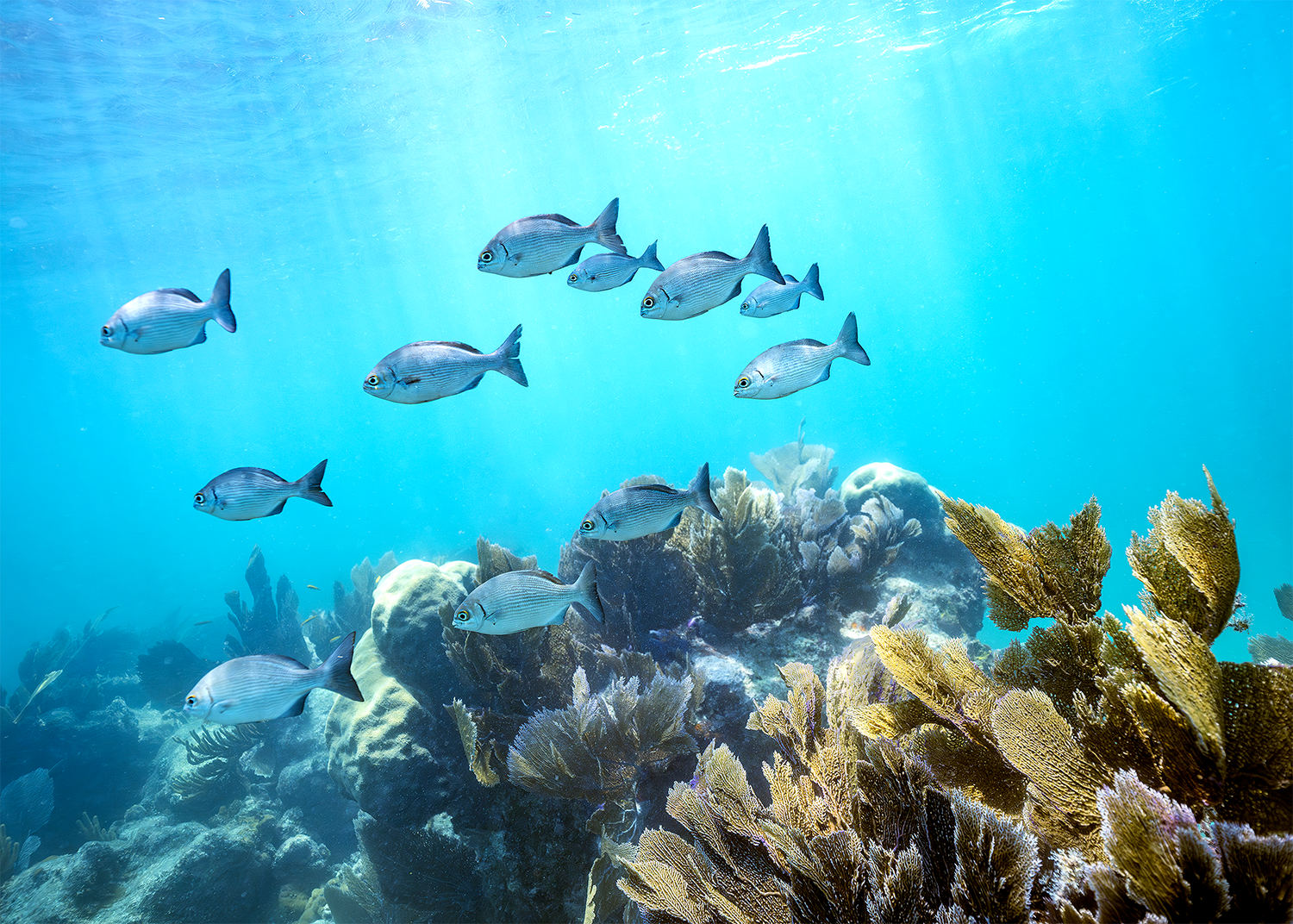 Several small striped gray fish swim in unison about a mass of coral and sea fans. Rays of light shine through the water from the ocean surface.
