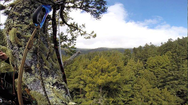 Scientists view of the canopy from a Douglass fir Scientists view of the canopy from a Douglass fir