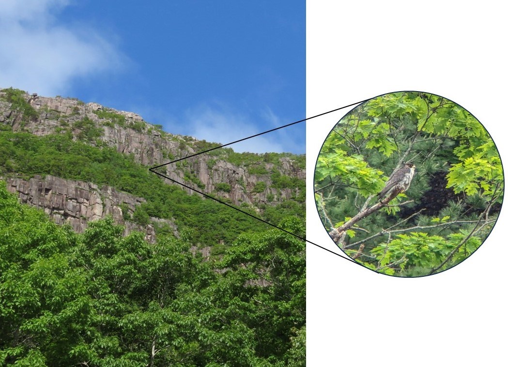 The suspected female of the pair perched in a tree. The suspected female of the pair perched in a tree.