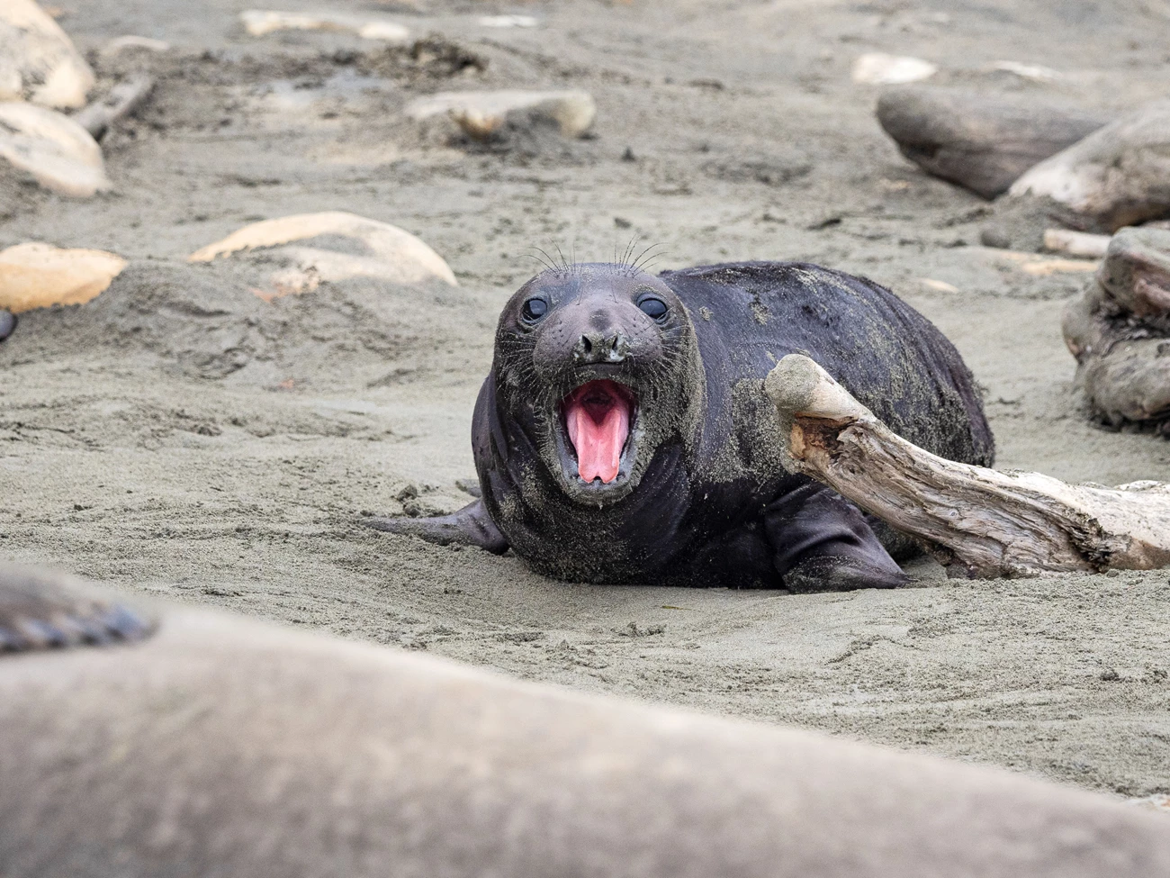 Weanling A small elephant seal with big black eyes and a black fur coat raises its head and opens its mouth wide to vocalize, revealing its bright pink tongue.