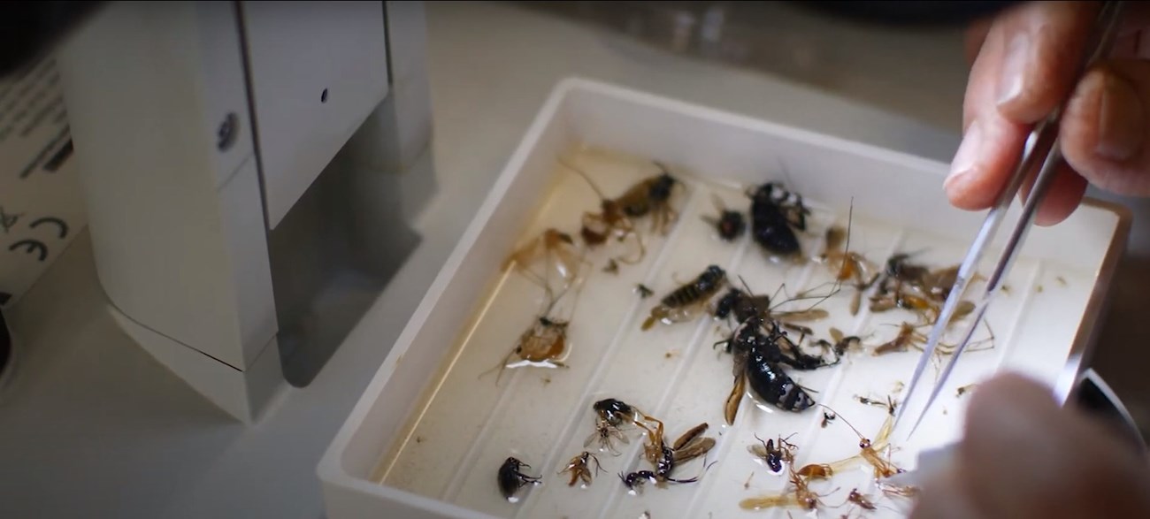 A hand holding tweezers is poised over a square dish scattered with insect specimens