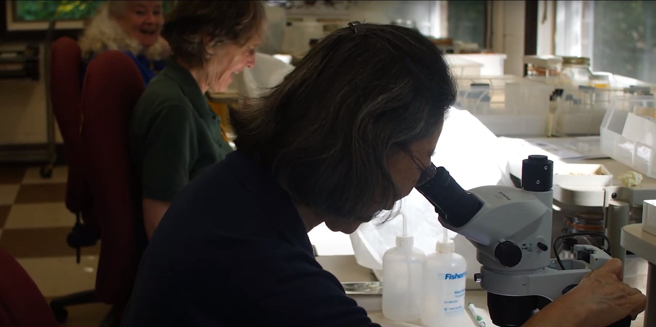 Three seated women peer into microscopes in a lab.