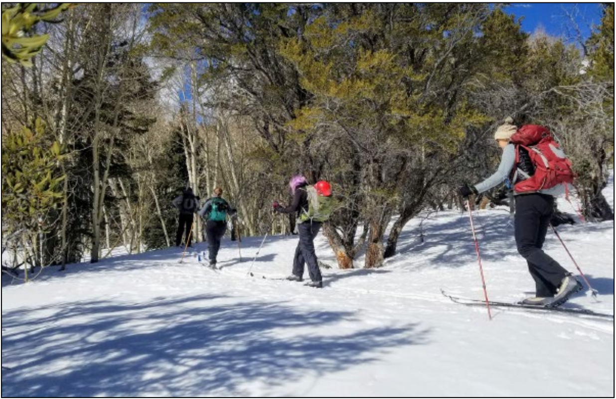 Cross-country skiing Three staff members cross-country skiing through a forested area
