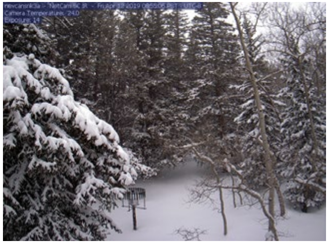 Photo of a very snowy forest