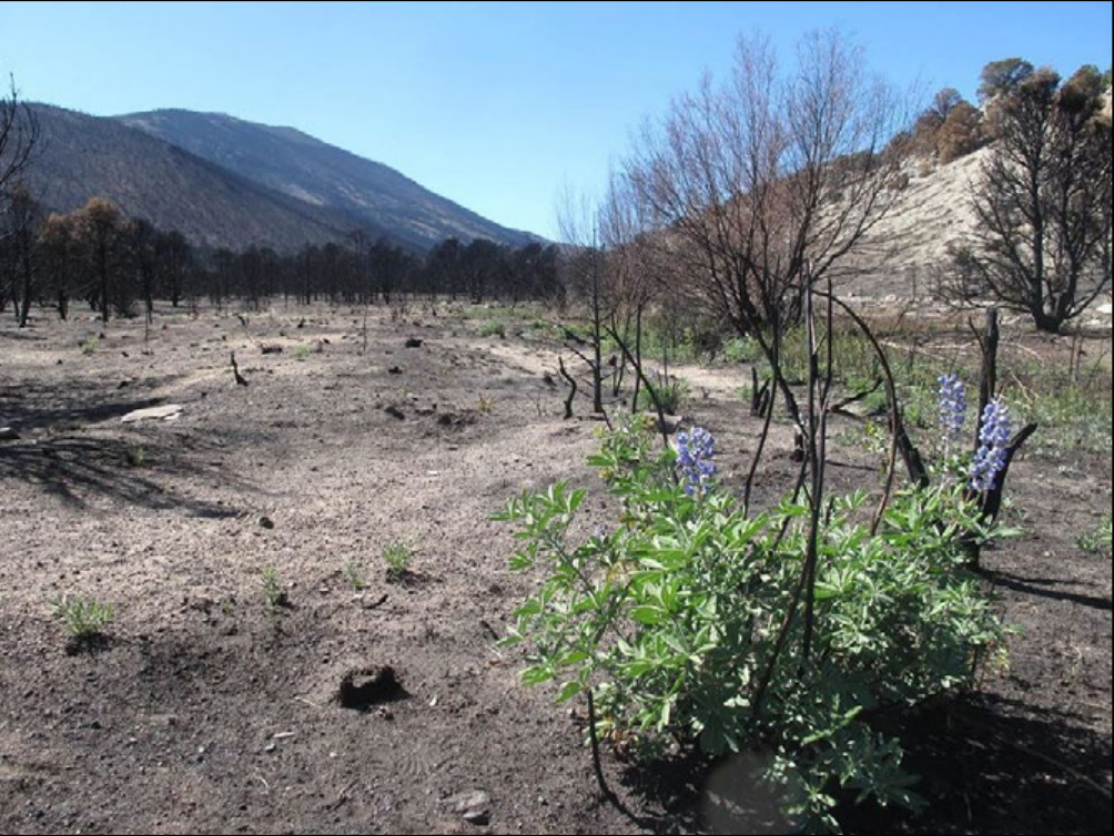 Screenshot (23) Native lupine growing after the Strawberry Fire.