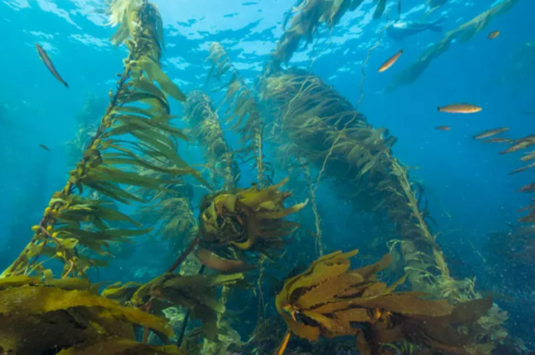 Kelp Forest Channel Islands National Park