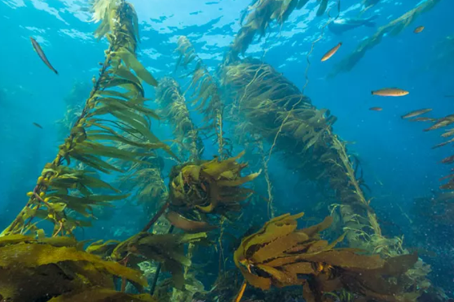 Kelp Forest Channel Islands National Park Kelp Forest Channel Islands National Park