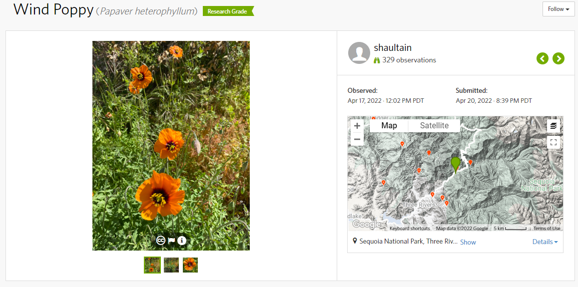 Screenshot of iNaturalist observation for wind poppy A screenshot showing a portion of an iNaturalist observation - bright orange wind poppies photo on the left and a map on the right showing where the observation was made in Sequoia National Park, and gives observer name, date, and time.
