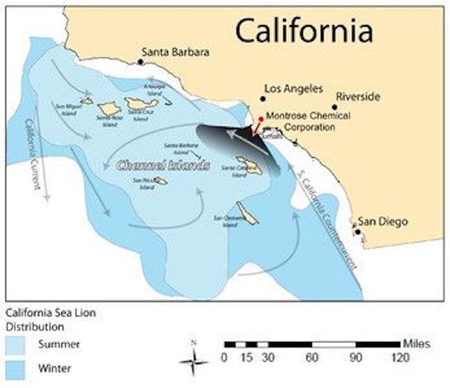 Fall 2011 coursework from Sharky’s undergraduate class. Sea Lion Distribution in southern California relation to DDT + PCB outflow from the Montrose Chemical Corporation, as well as the California Currents. Fall 2011 coursework from Sharky’s undergraduate class. Sea Lion Distribution in southern California relation to DDT + PCB outflow from the Montrose Chemical Corporation, as well as the California Currents.