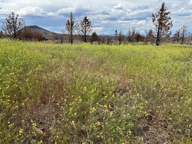 Field of whispy green forbs with yellow flowers.