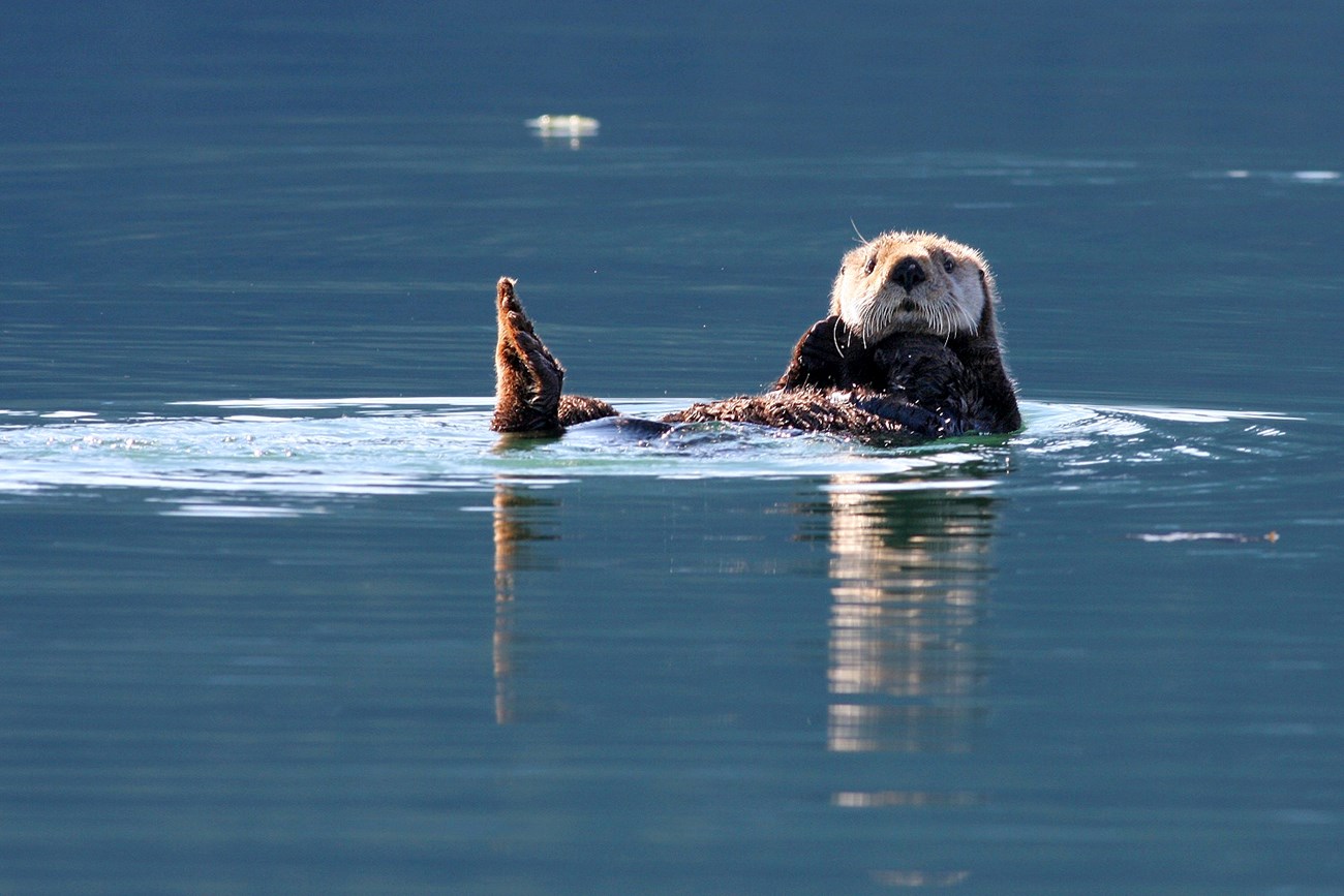 Sea otter floats on its back in deep blue water.