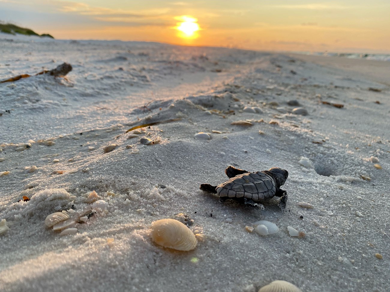 Sea turtle hatchling on a white sand beach at sunrise