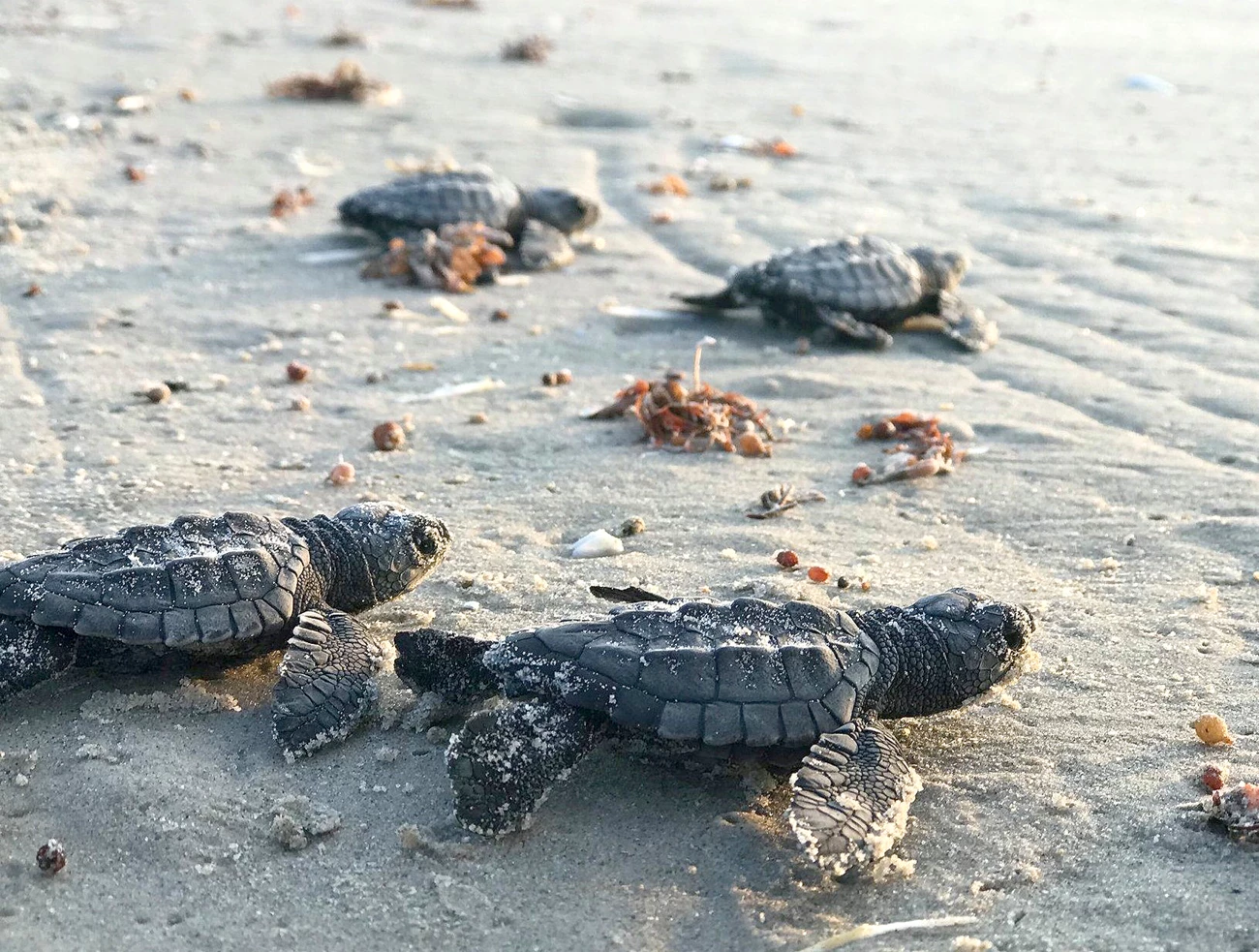 Padre Island sea turtle hatchlings Padre Island sea turtle hatchlings