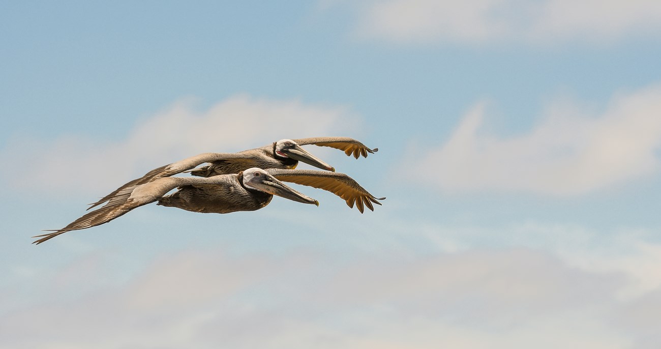 Pair of California brown pelicans Two giant seabirds with thick, sturdy bills, light bluish eyes, and patches of pink on their faces and necks, soar one just behind the other.