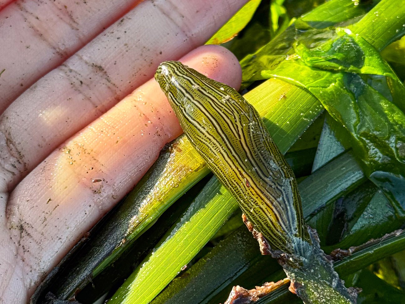 Taylor's sea hare A green sea slug with fine black and white stripes and dashes decorating its length. It is held out of the water, supported by fingers and a clump of seagrass, with which it blends in perfectly.