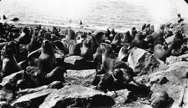 A black and white image of a seal rookery from the 1920s.