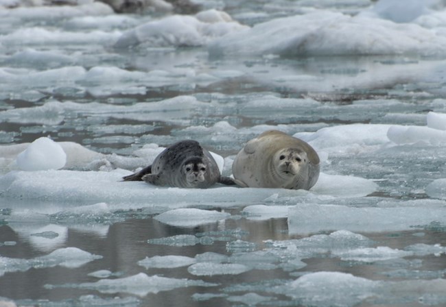 Sealmom_pup_JWomble A seal and her pup are hauled out on an iceberg.