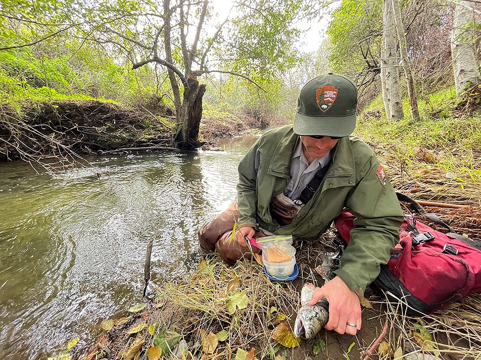A man wearing an NPS uniform and sunglasses collects a tissue sample from a dead fish next to a creek.
