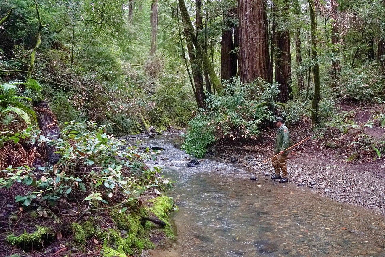 A man wearing an NPS uniform and carrying a stick searches a creek surrounded by lush green plants and trees.