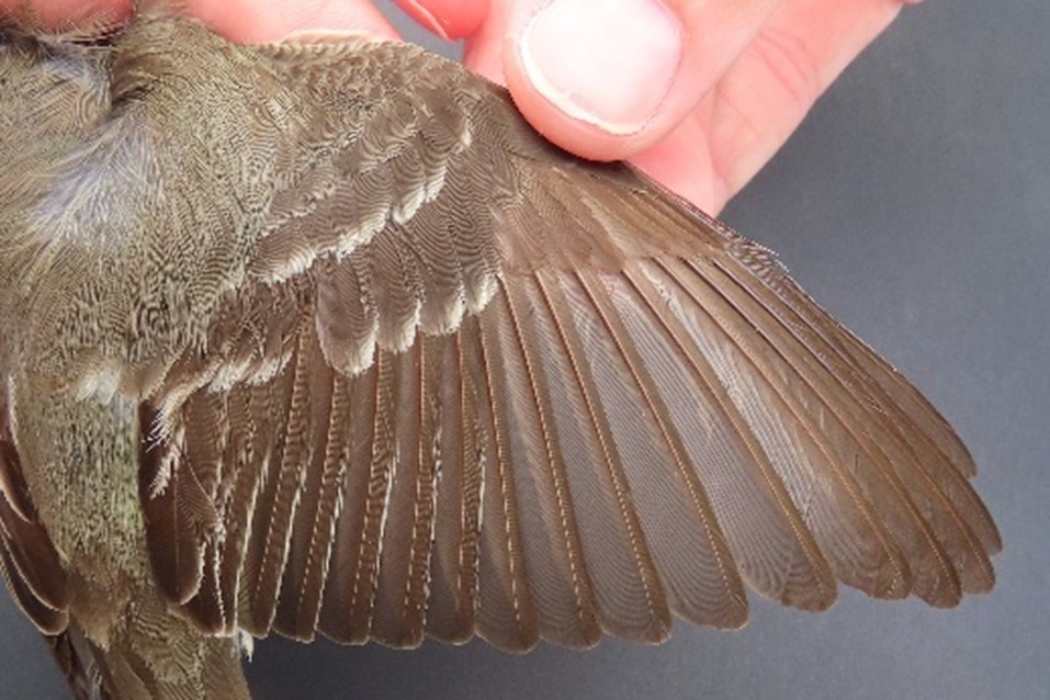 Second year Eastern Wood-Pewee Plumage of a second year Eastern Wood-Pewee