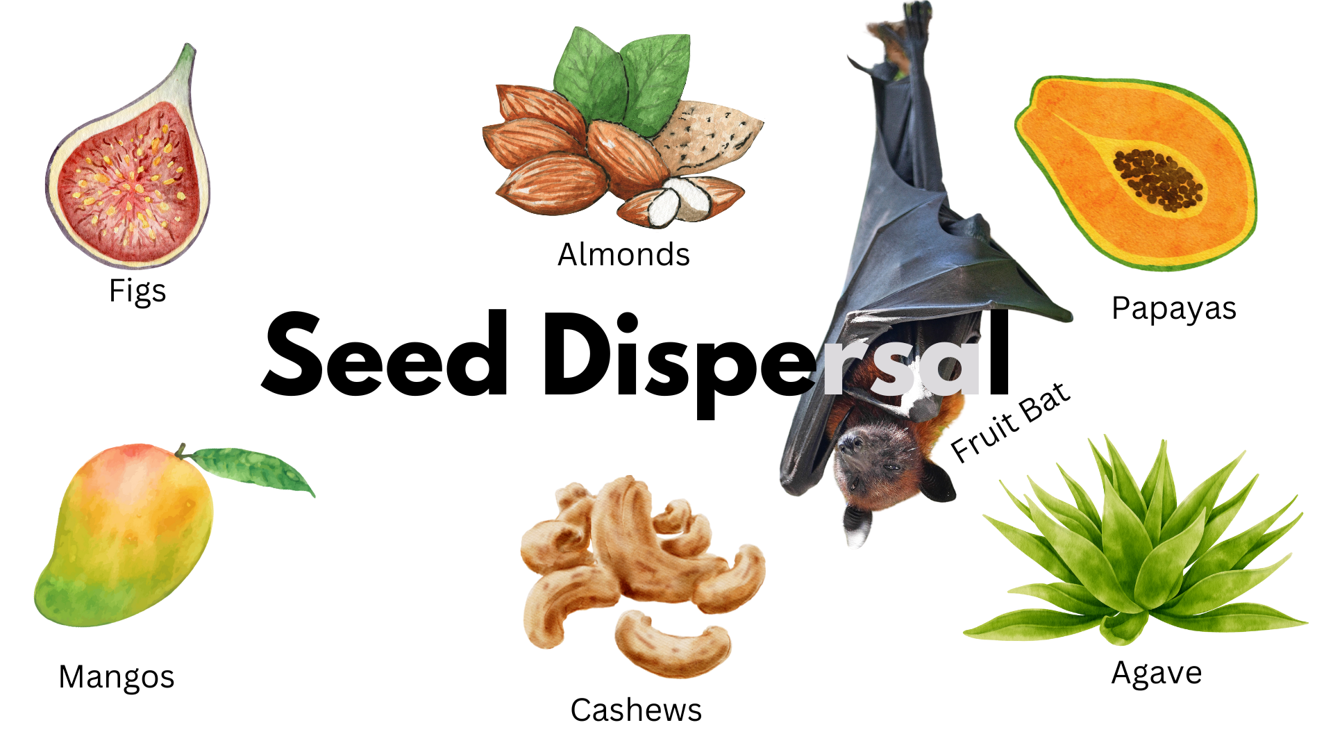 A fruit bat hangs upside down with images of foods with seeds that are dispersed by bats. Text reads: Seed dispersal, figs, almonds, papayas, agave, cashews, mangos