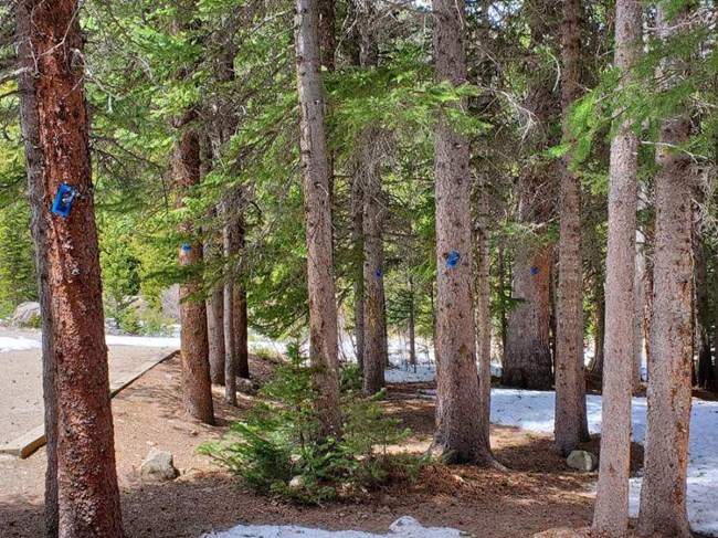 Trees within a forest stand are affixed with blue and black packets.