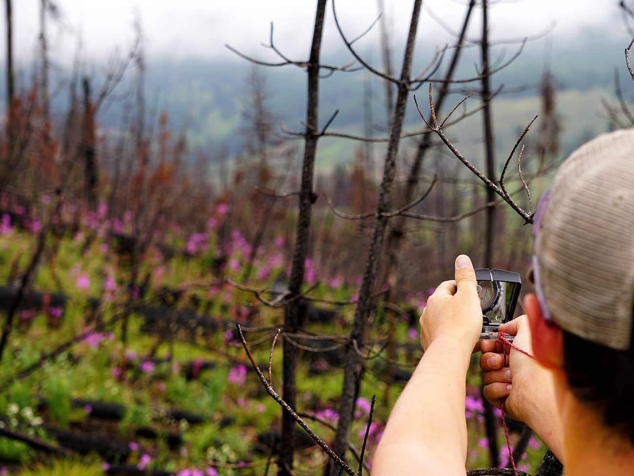 A woman in a baseball cap holds a compass in front of her face while she looks at a blurred landscape with burned tree stems, green vegetation, and purple wildflowers. Her back is to the camera.