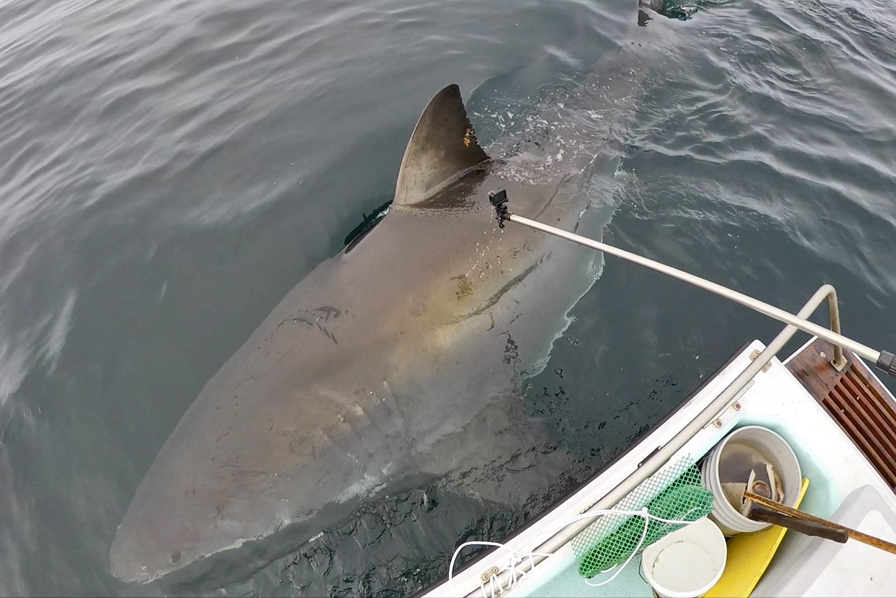 Unseen person extends a camera on the end of a long pole towards a passing great white shark's dorsal fin.