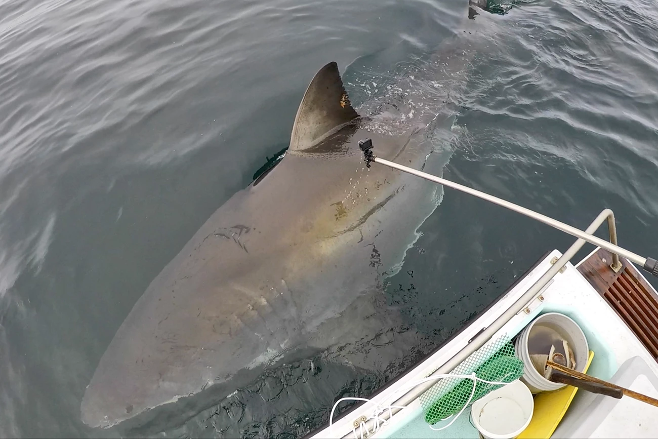Getting a shark fin photo Unseen person extends a camera on the end of a long pole towards a passing great white shark's dorsal fin.