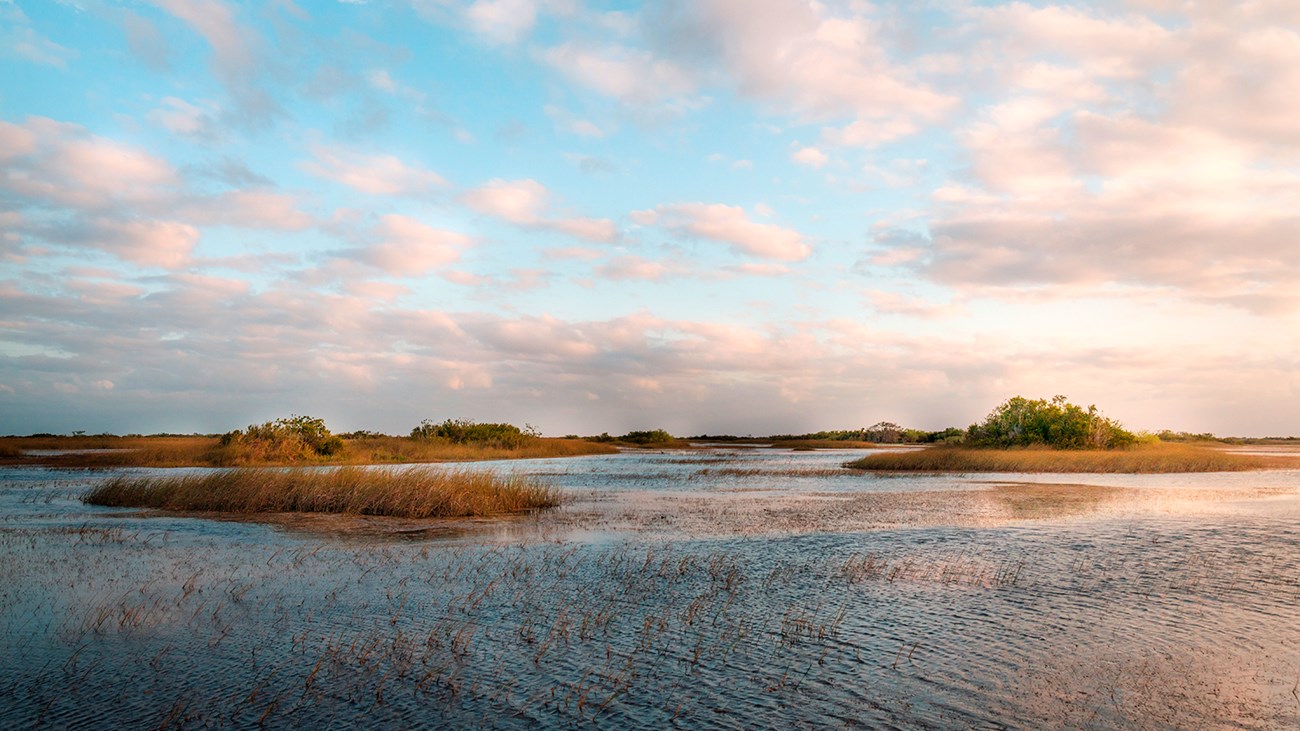 Shark River Slough with raised tree islands in a grassy wetland.