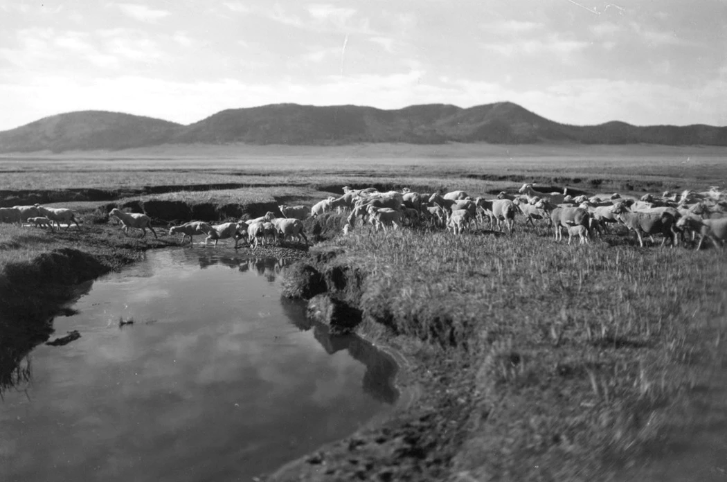 Sheep Grazing Jaramillo Creek 2 Black and white historic photo of hundreds of sheep grazing in a valley with a narrow stream running through