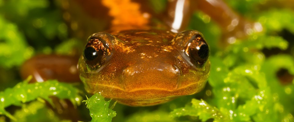 An orange Shenandoah salamander on bright green moss