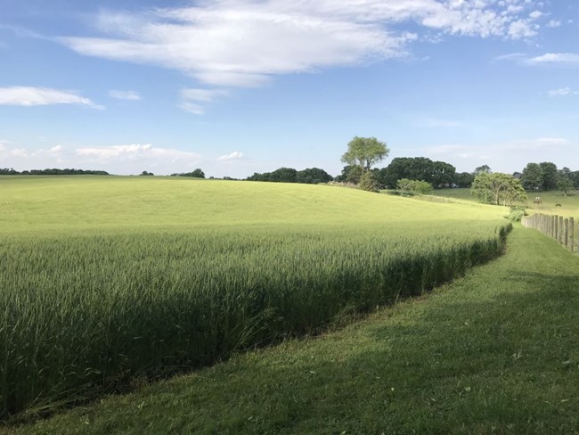 A wheatfield extends to the background in an early summer green. A walking path has been mowed along the border and it curves back toward a tree line in the background.
