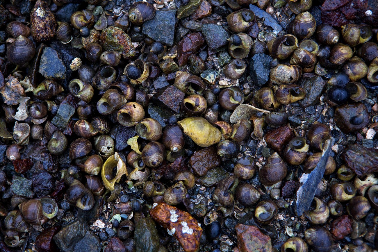 hundreds of little shelled snails