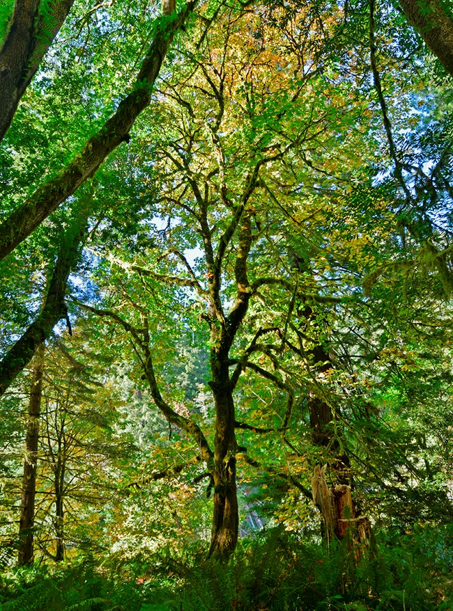 bigleaf maple Tall, mature maple tree with many twisty branches and moss on the trunk.