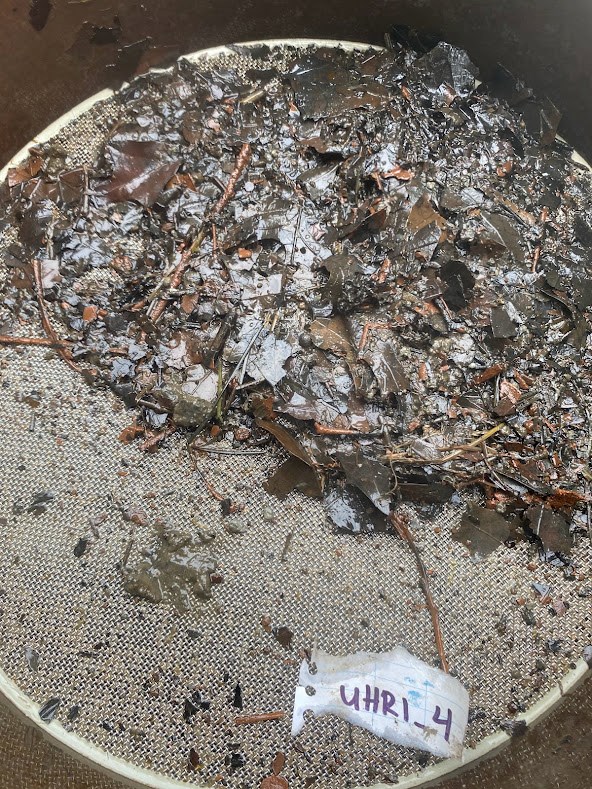 Benthic sample in a sieve Round screen half covered in wet leaves and other tiny things from a benthic sample.