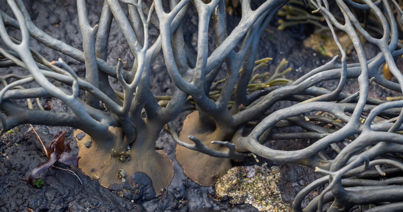 View of rockweed where it attaches to a rock, with wide bases splitting into thicker, and then thinner, branches.