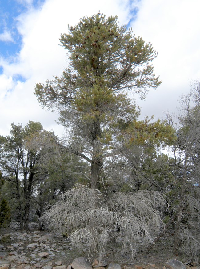 A dying singleleaf pinyon pine due to bugs or disease