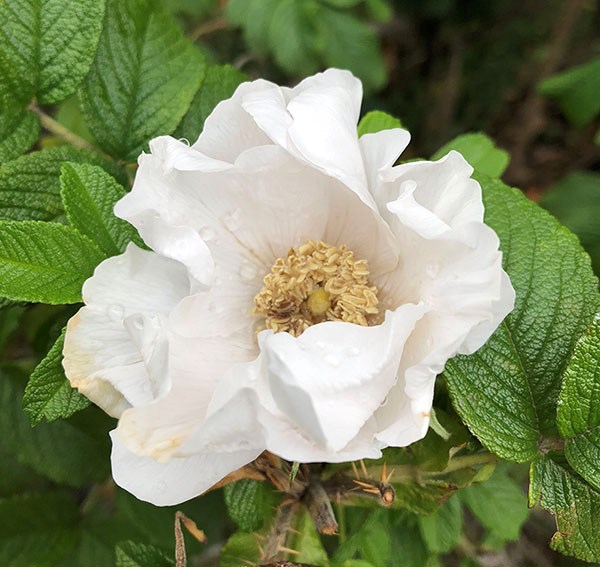 A Sitka rose in full bloom.